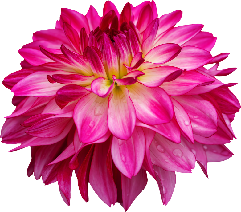 Pink dahlia isolated on transparent background.