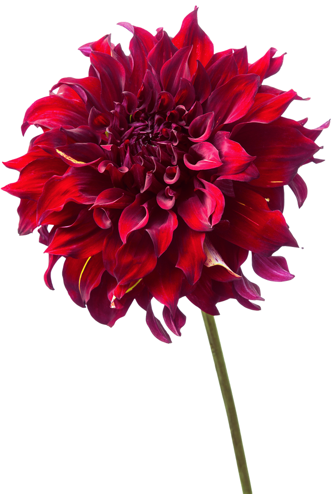 Realistic Red Dahlia Flower Illustration