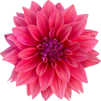 Pink Dahlia Flower