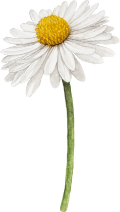 Daisy Flower Watercolor