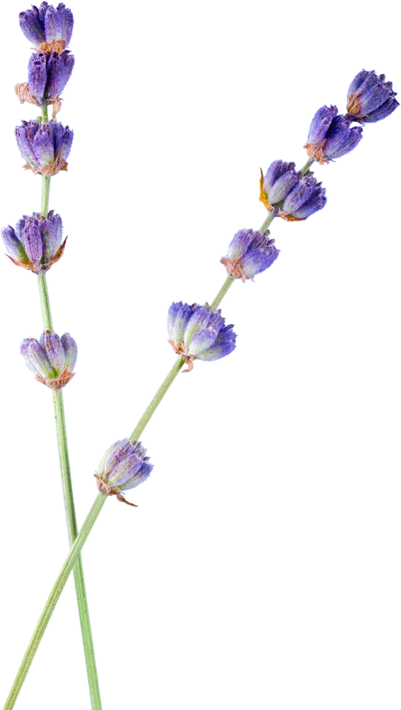 Bunch of Lavender Flowers
