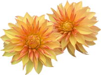 Dahlia Flowers Bouquet