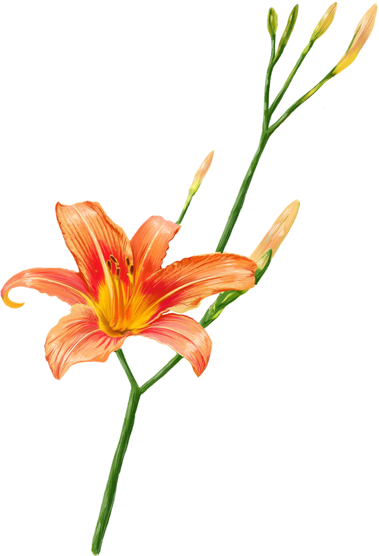 orange lily flowers, daylily illustration