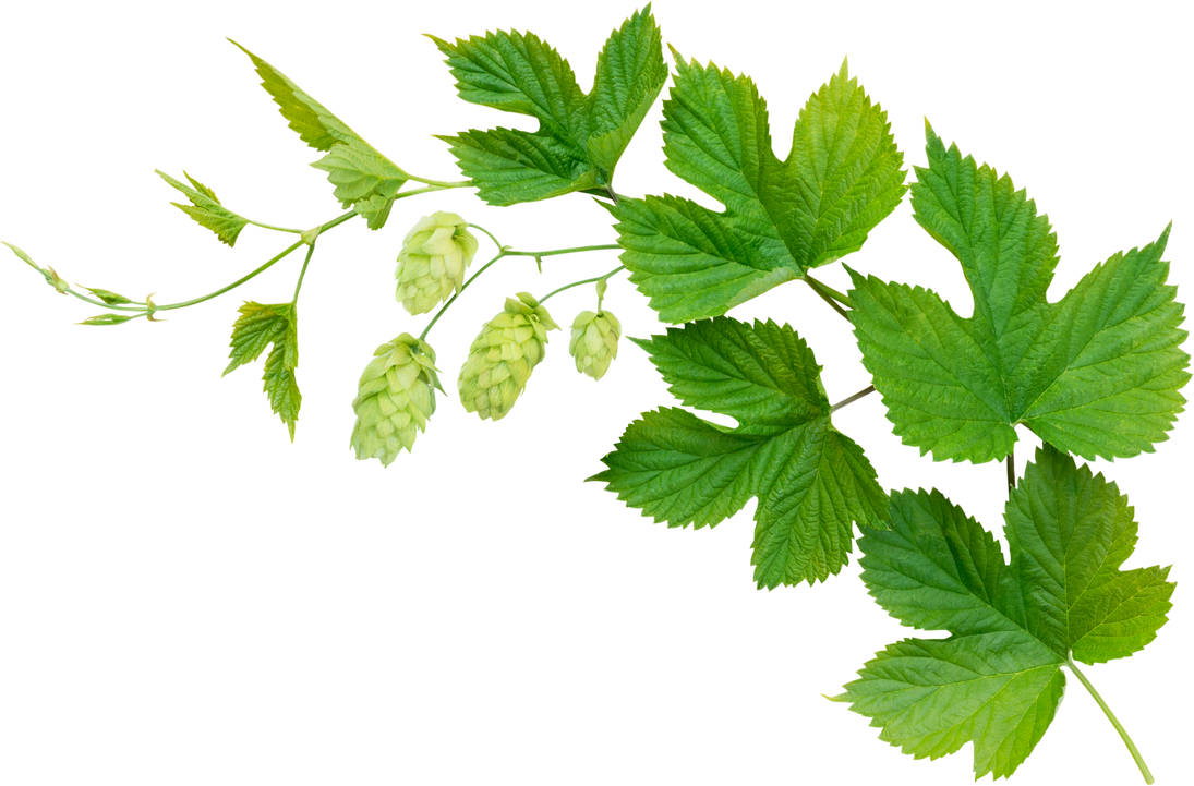 Hop branch with leaves and flowers isolated png